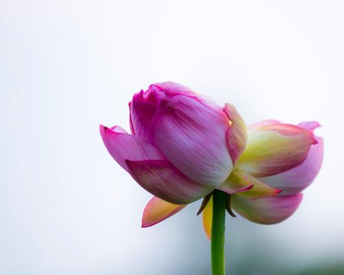 哪种鲜花象征幸福？幸福的花语有哪些？