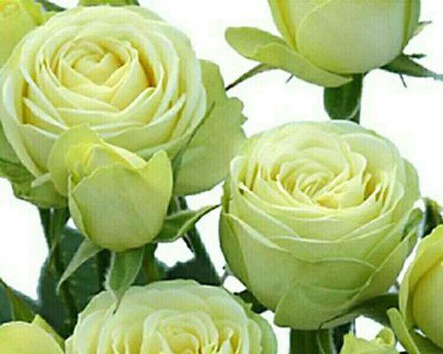 绿色月季花代表了什么？