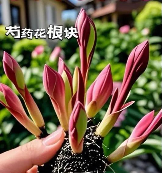 七夕节有哪些象征爱情的花？它们各自代表什么意义？