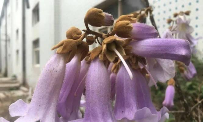紫色梧桐花的寓意是什么？