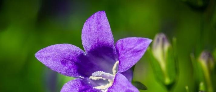 紫色梧桐花的寓意是什么？