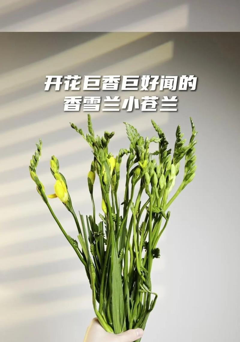 金黄色的花有哪些好的寓意？选择指南是什么？