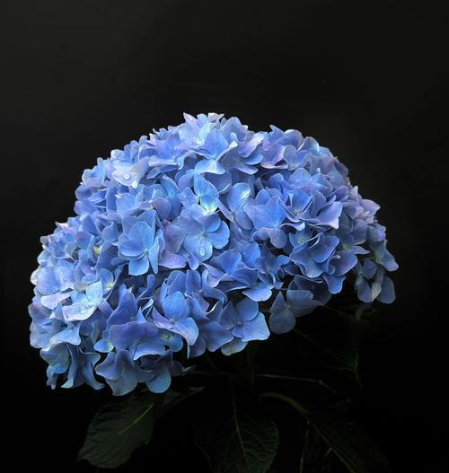 蓝色绣球花的花语是什么？它在情感表达中扮演什么角色？