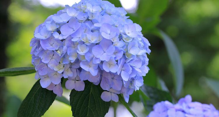 蓝色绣球花的花语是什么？它在情感表达中扮演什么角色？