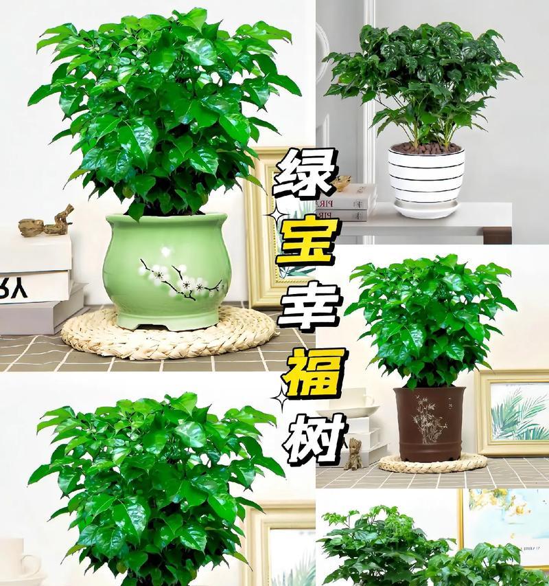 平安寓意的树和花有哪些？如何用植物表达平安祝福？