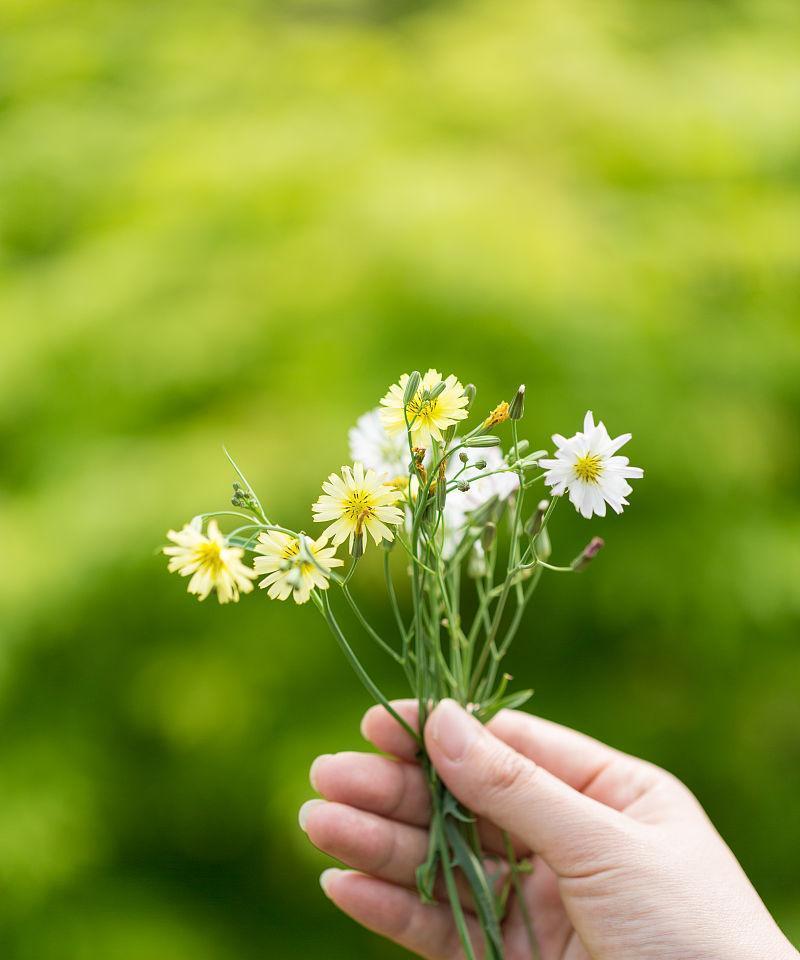 手捧菊花代表什么意义？
