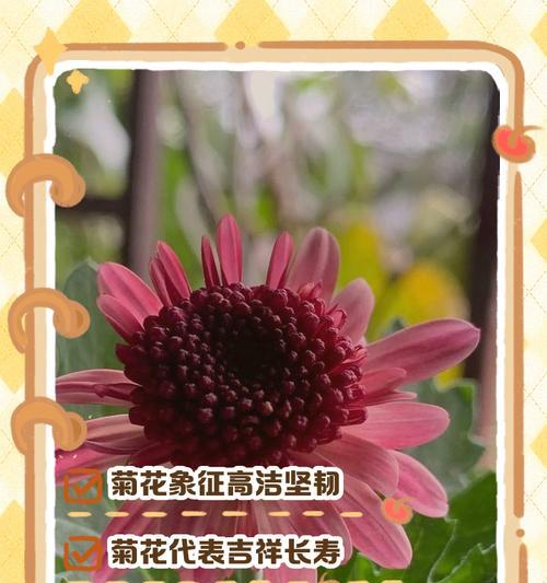 手捧菊花代表什么意义？
