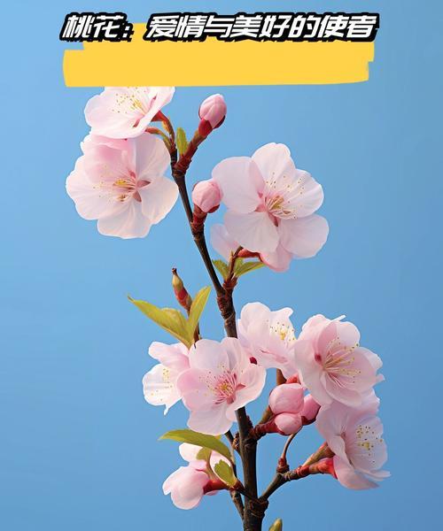 五色花的寓意和花语是什么？它象征着什么？
