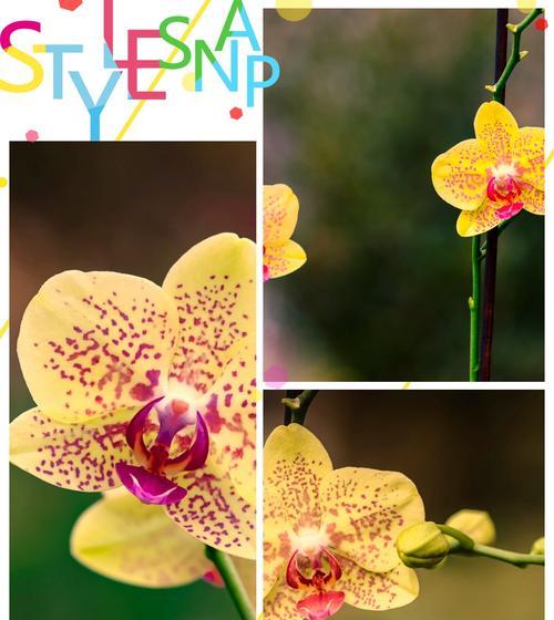 哪种花象征爱情？它的别名是什么？