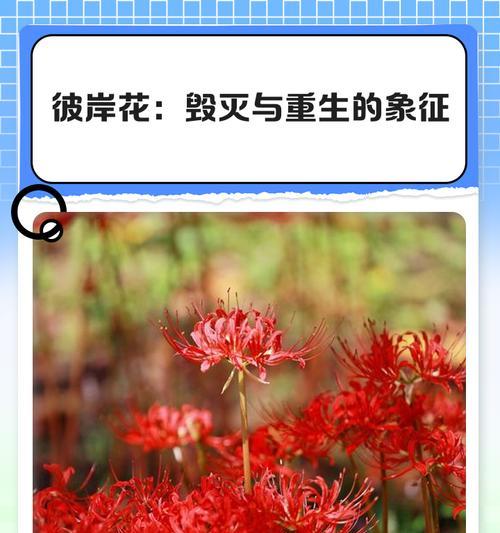 红色彼岸花的象征是什么？它在文化中代表什么？