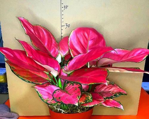 哪些盆栽红色花寓意好？如何挑选寓意吉祥的红色盆栽？