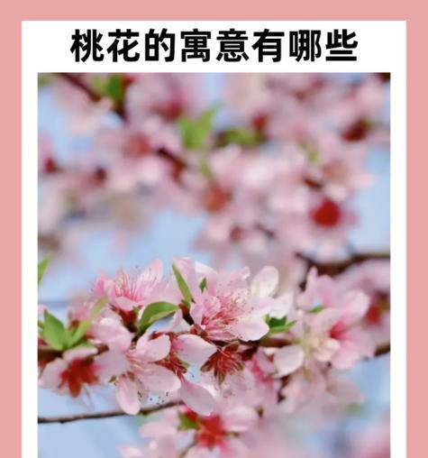 白色手捧花在婚礼上代表什么？选择白色手捧花的寓意。027
