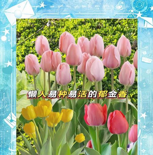 咖色郁金香的花语是什么？咖色郁金香象征着什么？