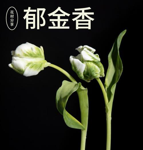 咖色郁金香的花语是什么？咖色郁金香象征着什么？