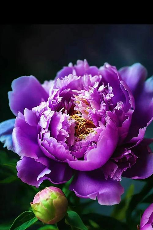 四朵紫色牡丹花有何寓意？紫色牡丹花的象征意义？