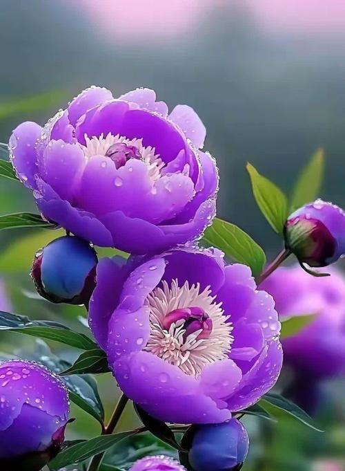四朵紫色牡丹花有何寓意？紫色牡丹花的象征意义？