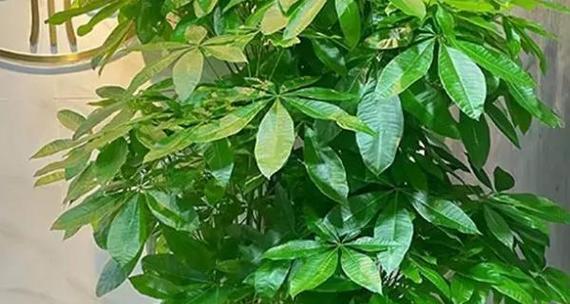 寓意财富平安的花有哪些？如何选择？