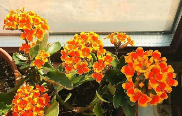 金黄色象征耀眼的花是什么？哪种花最能代表金色的辉煌？