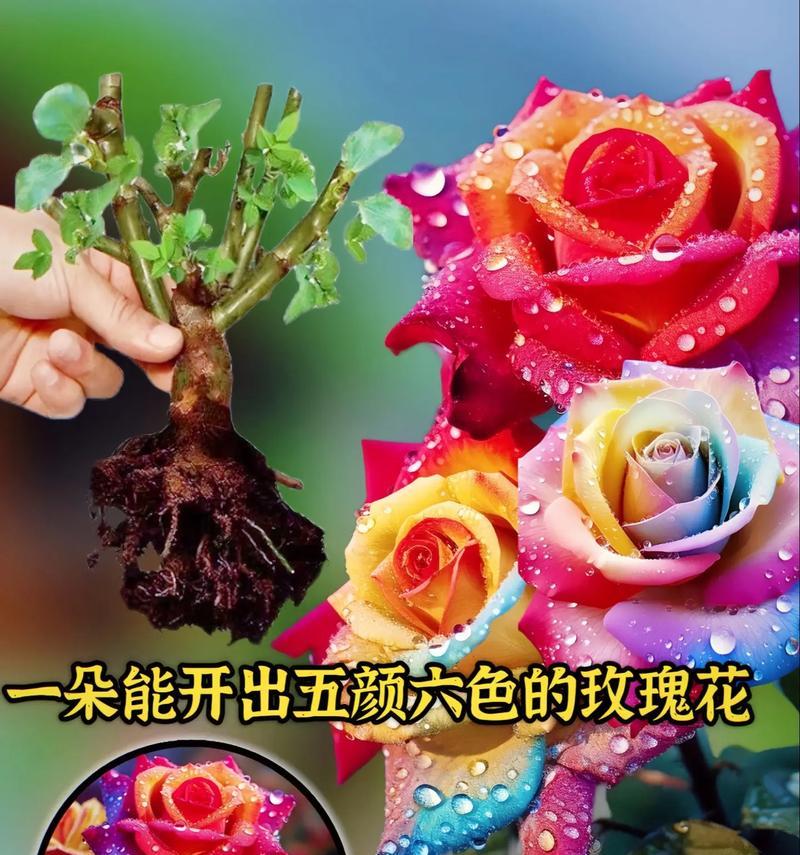 玫瑰花色的含义是什么？不同颜色玫瑰代表什么？