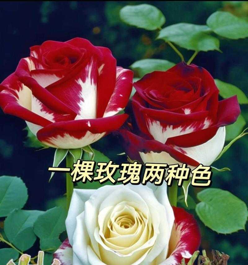 玫瑰花色的含义是什么？不同颜色玫瑰代表什么？