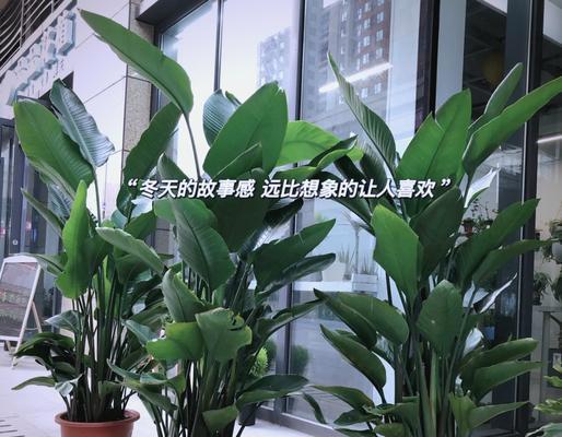 天堂鸟象征着什么幸福含义？