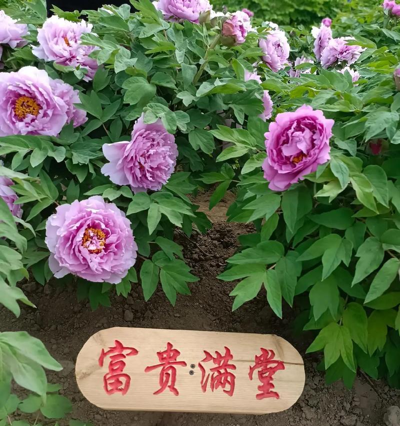 花富贵的寓意有哪些？如何通过花卉表达富贵？
