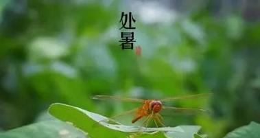 鬼节送四十枝花有什么寓意？这种传统习俗的含义是什么？
