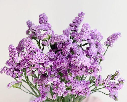 淡紫色的花寓意什么含义？淡紫色花卉的象征意义有哪些？
