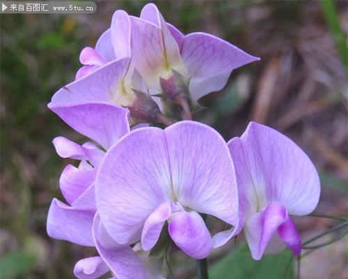 淡紫色的花寓意什么含义？淡紫色花卉的象征意义有哪些？