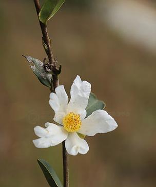 农村白色花的寓意是什么？农村白色花有哪些含义？