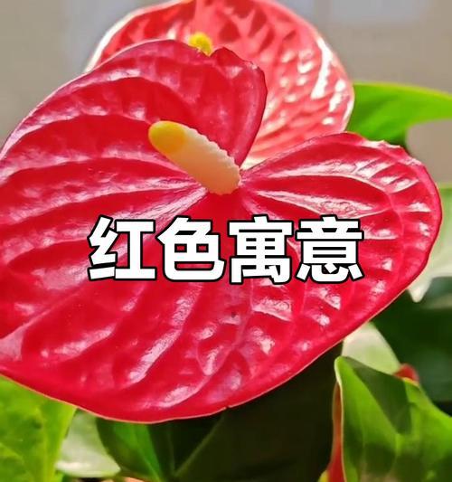 红色花通常代表什么含义？