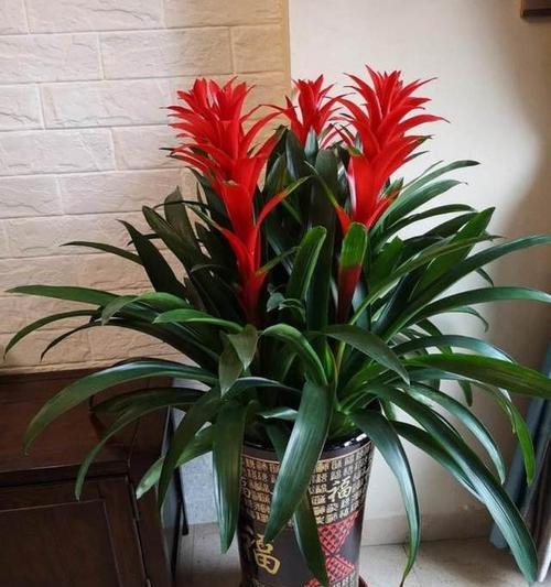 吉祥幸福成功的花有哪些？这些花的寓意是什么？