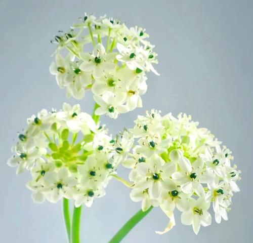 吉祥幸福成功的花有哪些？这些花的寓意是什么？