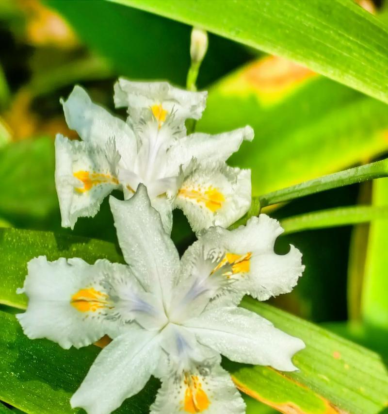 白色花的含义是什么？白色花卉象征着什么？