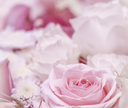 芬色玫瑰花代表什么？它的寓意有哪些？