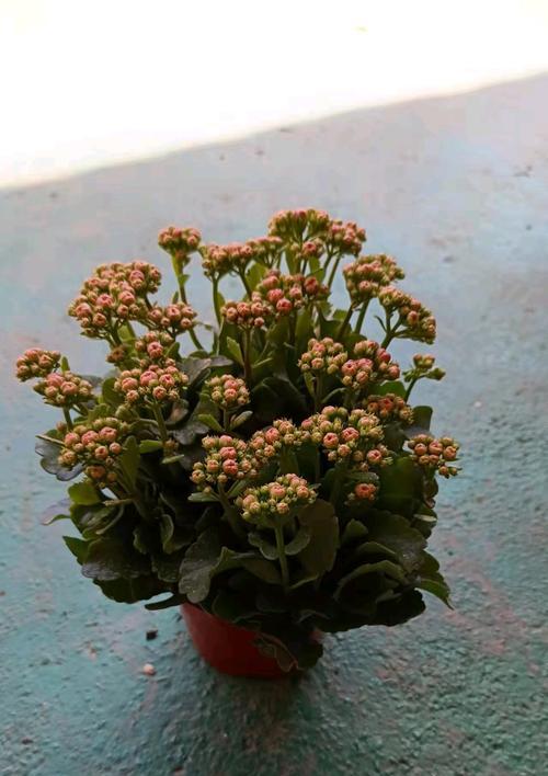 长寿花的寓意和精神是什么？长寿花象征着什么？
