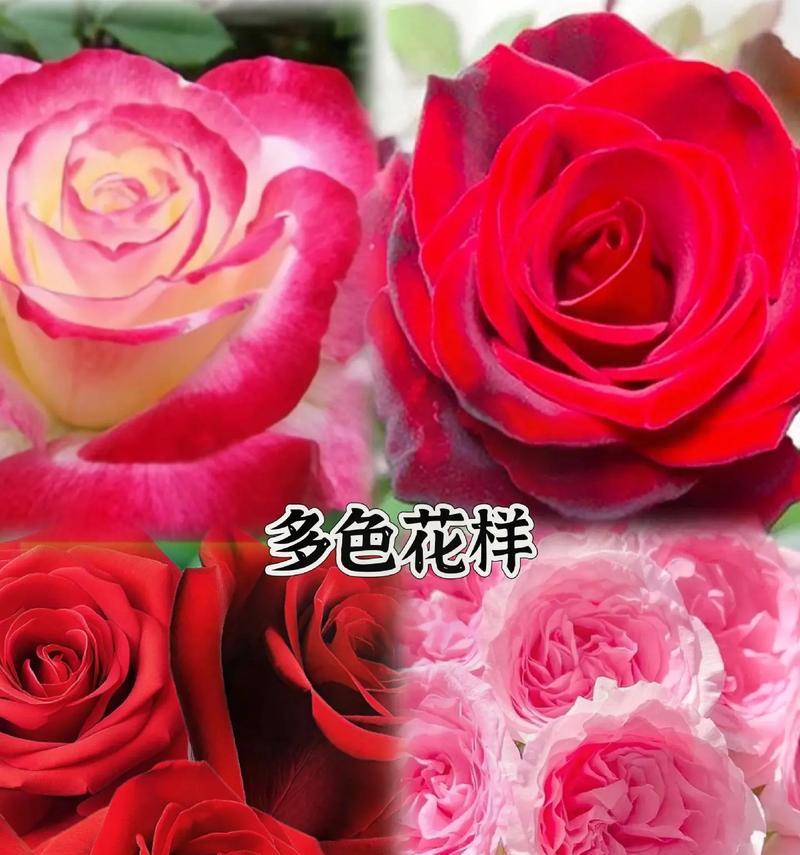 哪种颜色的玫瑰寓意最佳？玫瑰花颜色与寓意的关系？