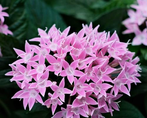 白色花和粉色花分别代表什么寓意?