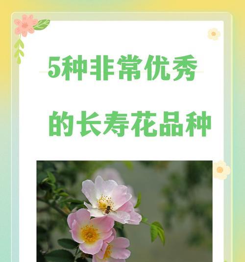 送一朵长寿花的寓意是什么？如何用长寿花来表达祝福？