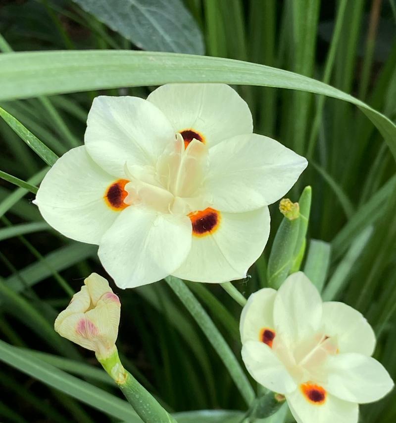 双色花的含义是什么？双色花在花语中代表什么？