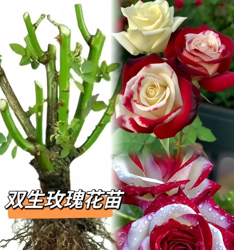 双色花的含义是什么？双色花在花语中代表什么？