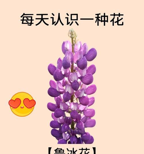 哪种花在传说中具有特殊意义？它的花语和寓意是什么？
