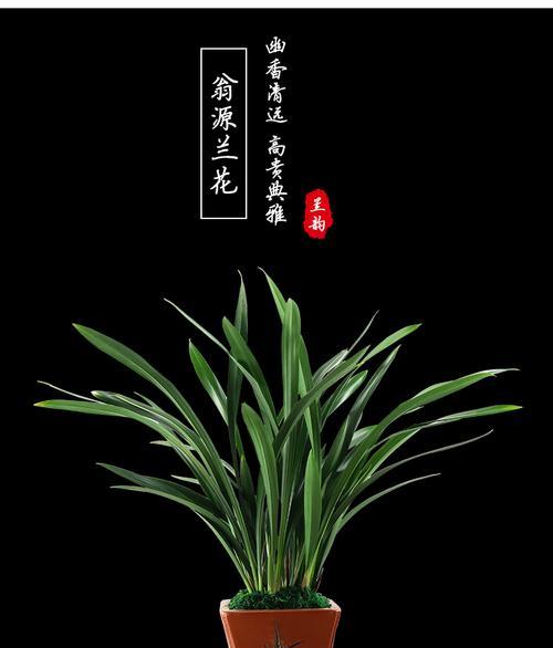 花和黑色搭配的寓意是什么？