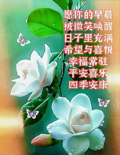 哪种花寓意身体健康和平安？