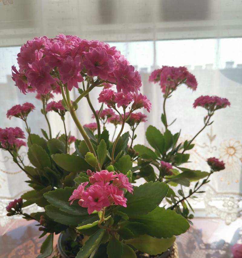 哪种花朵象征长寿？长寿花的寓意是什么？