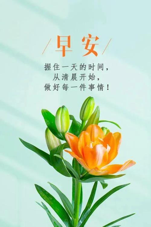 不同花的吉祥寓意和花语是什么?各种花的寓意和花语有哪些?