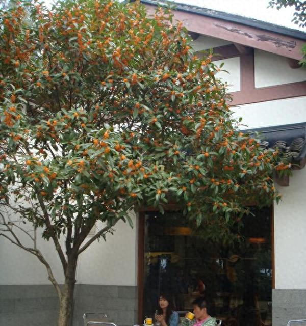 “家有青龙树，后代一直富”，什么树是“青龙树”？看你家有没有