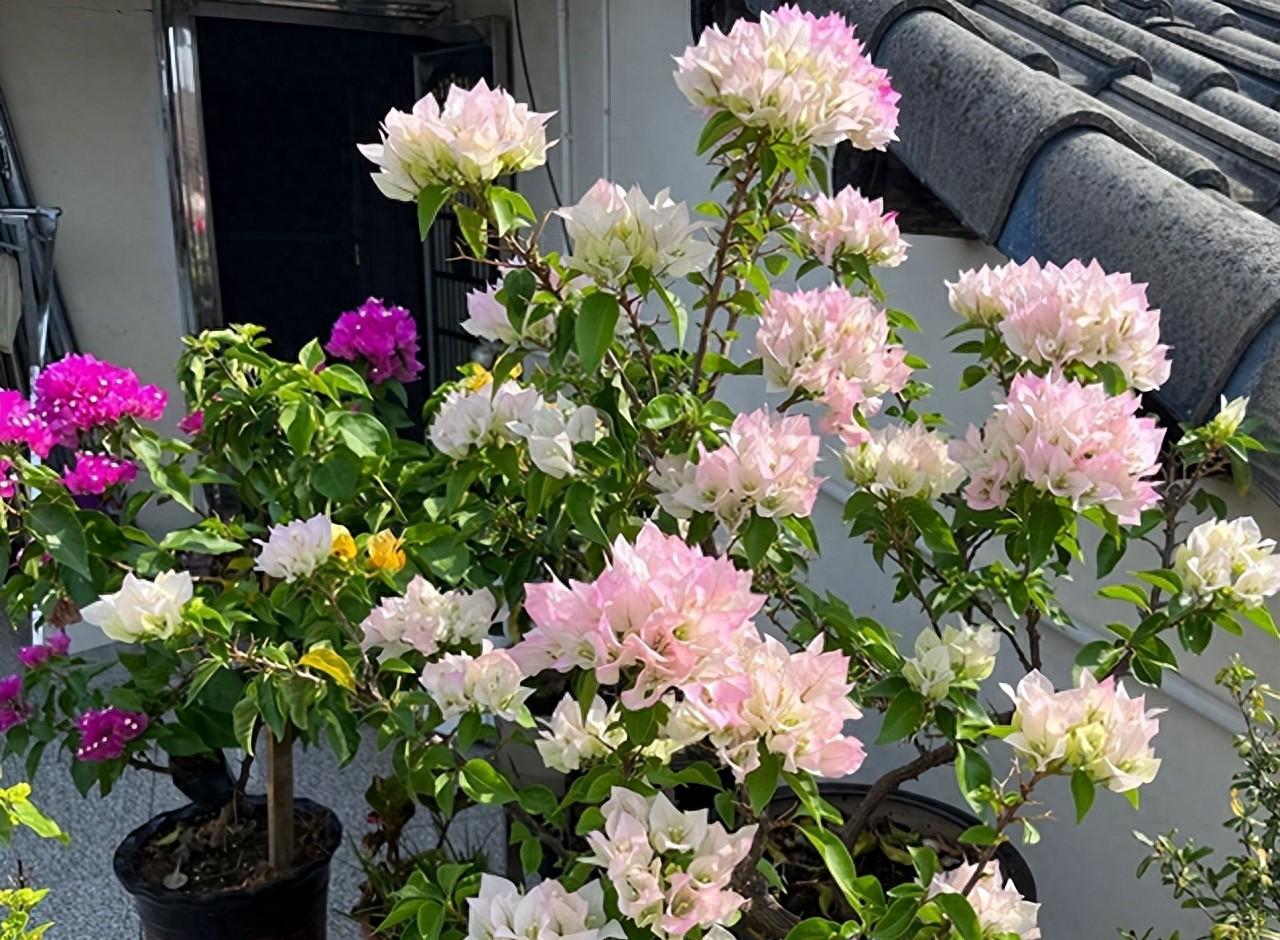 此款三角梅，可“平替”绣球花，花似圆球，常年绽放，打理也简单