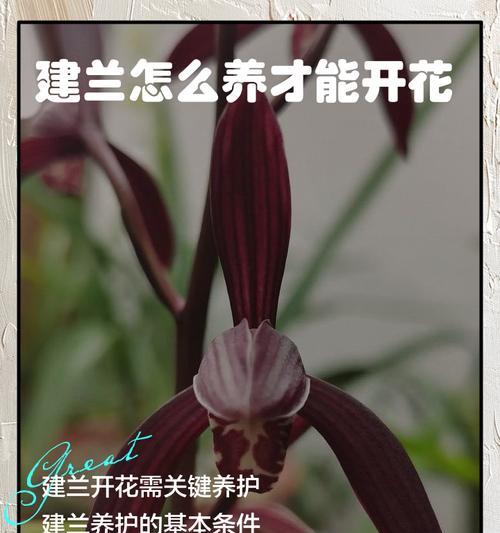 建兰生长温度探究（掌握合适的温度让建兰健康成长）