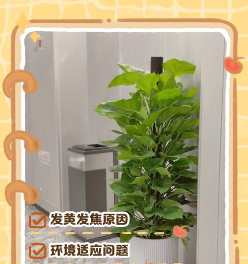 解决绿萝叶尖发黄问题的最全指南（绿萝照顾好了吗？）